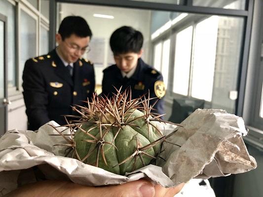 大量濒危植物在江苏苏州国际邮件口岸落网