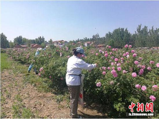 沛县鼓励发展玫瑰花种植 助推乡村振兴