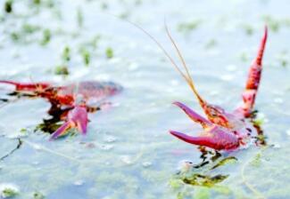 淮安金湖发展生态养殖 龙虾每亩效益上万元