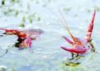 淮安金湖发展生态养殖 龙虾每亩效益上万元