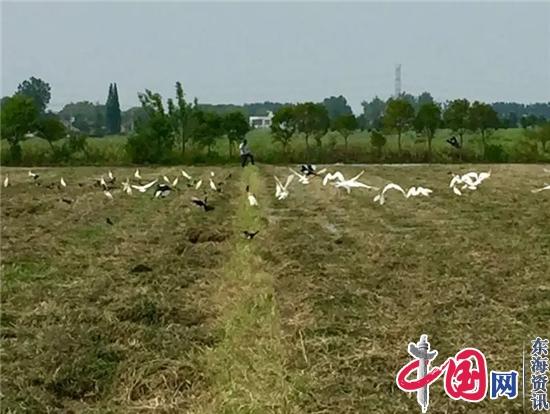 滕根林种植生态水稻“种”出新图画——“绿肥”田里鸟儿飞
