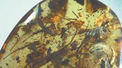 南京古生物所发现菊石琥珀 揭秘亿年前热带海滨生态