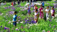 2019太湖鼋头渚花菖蒲节盛大启幕