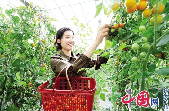 市民在淮阴渔沟镇杨庙村现代农业产业园采摘小番茄