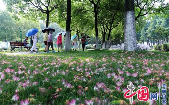 句容葛仙湖公园合欢花演绎夏日浪漫唯美