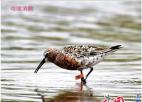 图说美丽新南京:南京珍稀鸟