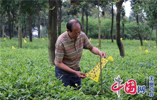 句容科技兴茶“水肥一体化”助推茶农增效