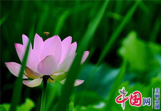 荷韵入魂美名传香 第19届中国金湖荷花节开启文化盛会和经济盛宴