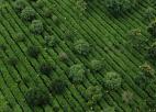  句容科技兴茶“水肥一体化”助推茶农增效