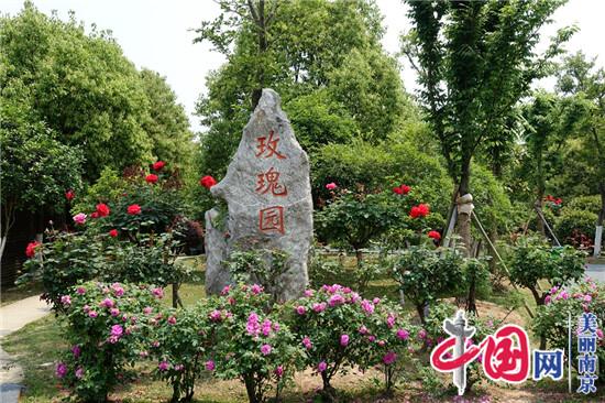 图谱美丽新南京：南京玫瑰园游人如织
