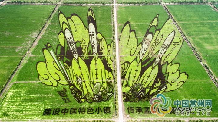 常州孟河又推3D稻田艺术 “孟河医派”4名老中医栩栩如生站在游客面前