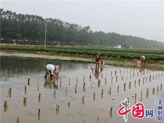 射阳临海农民宋从忠 走上水生蔬菜种植路