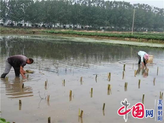 射阳临海农民宋从忠 走上水生蔬菜种植路