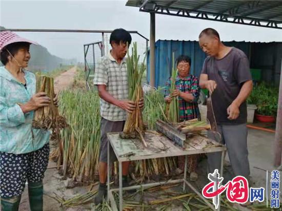 射阳临海农民宋从忠 走上水生蔬菜种植路