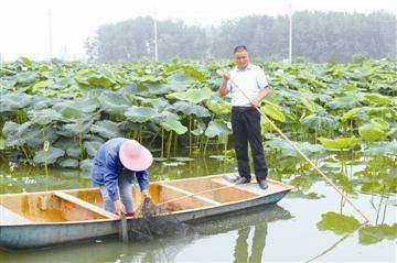 淮安金湖发展荷藕套养龙虾高效生态观光农业 藕田养虾总面积达到4000多亩