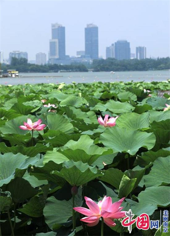 又到赏荷好时节——南京玄武湖公园荷花盛开