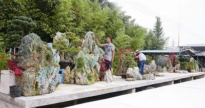 泰州靖江两15米长大型盆景参展北京世园会 采用沙积石和泰山石制作共耗石23吨