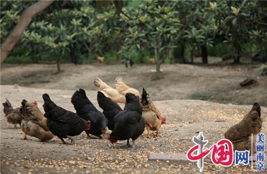 水韵江苏摄影团摄影小分队走进南农食品集团（之二）