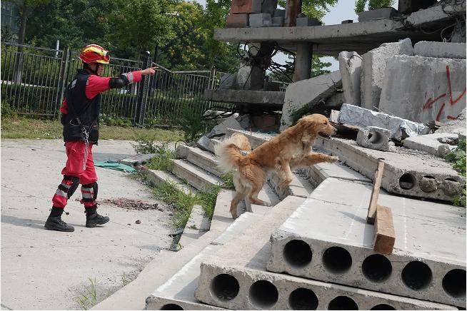 首届中国杯国际搜救犬全球邀请赛在北京举办