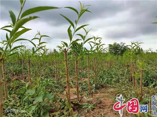 内蒙古甜桃镇江荣炳嫁接成功