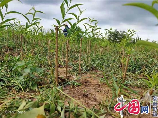 内蒙古甜桃镇江荣炳嫁接成功