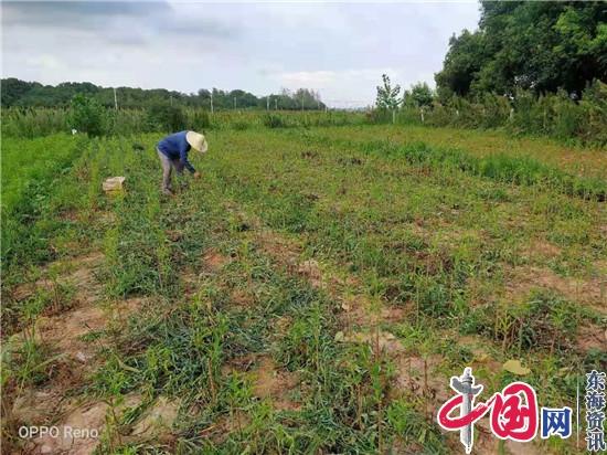 内蒙古甜桃镇江荣炳嫁接成功