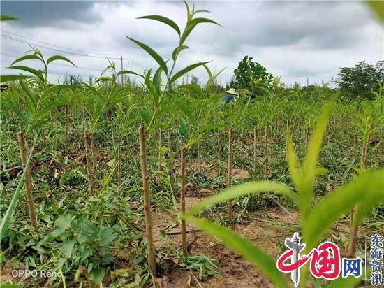 内蒙古甜桃镇江荣炳嫁接成功