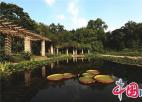  图说美丽新南京：中山植物园——王莲花开