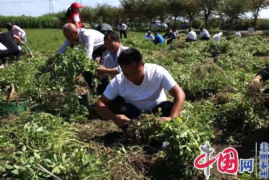 江苏泰兴：让“丰收节”的“农”味更足