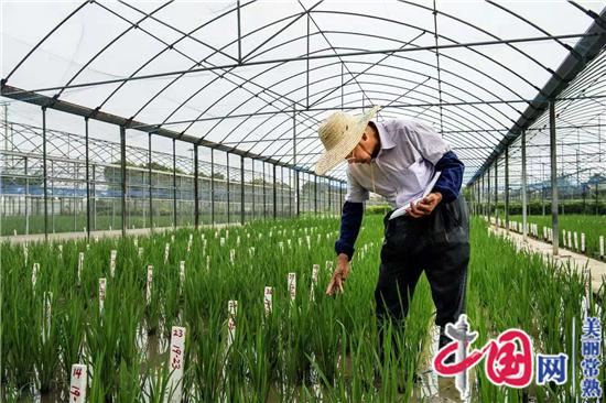 新时代最美常熟人系列报道之一：水稻育种专家端木银熙