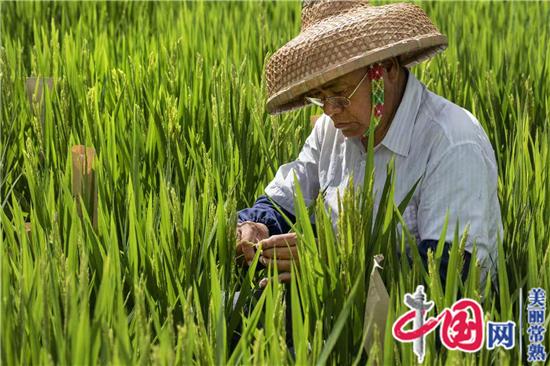 新时代最美常熟人系列报道之一：水稻育种专家端木银熙