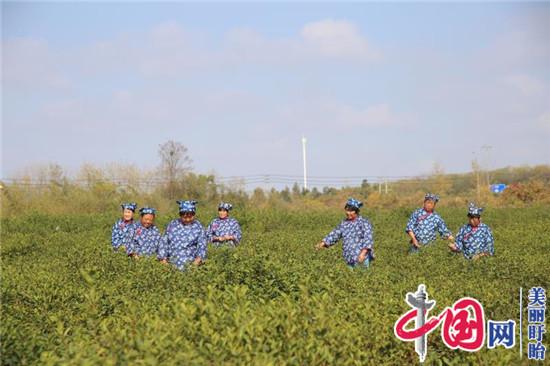 盱眙县雨山茶场切实加强冬季茶园田间管理