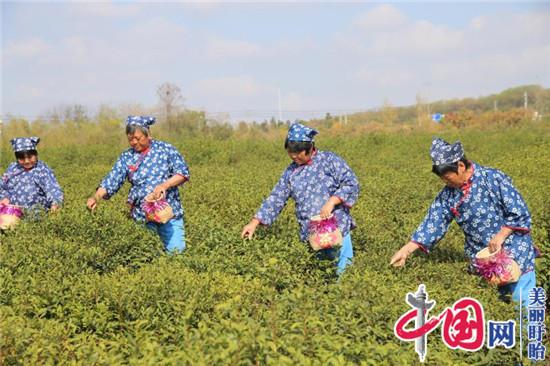 盱眙县雨山茶场切实加强冬季茶园田间管理