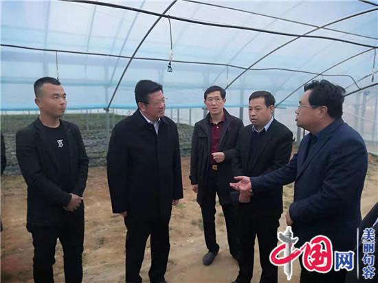 江苏省政府副秘书长王志忠考察句容草莓蒲城示范基地