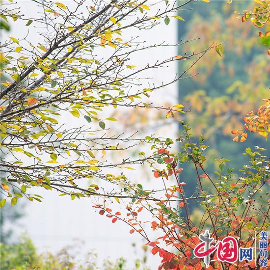在“农林” 校园寻觅秋天的童话——一位青年教师镜头下的浪漫秋景