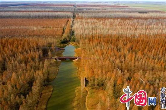 江苏黄海国家森林公园以“绿”养绿打造全电景区
