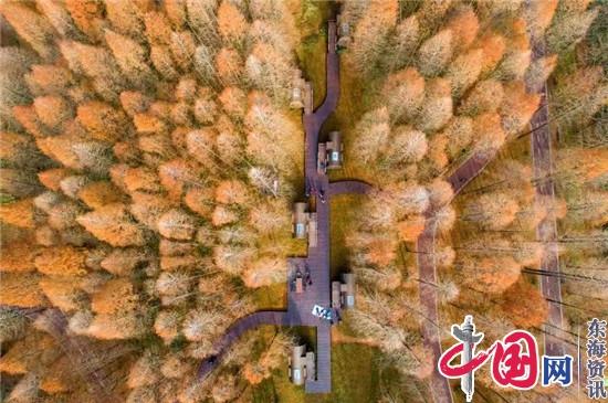 江苏黄海国家森林公园以“绿”养绿打造全电景区