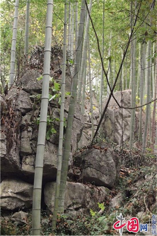 宜兴竹海景区山顶林海中发现一处原始石林