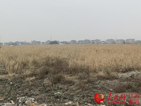 苏州吴江围湖造地上千亩 整改耗资或达上亿元