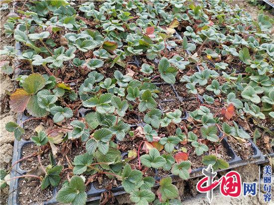 句容“草莓大王”笪小华：高品质草莓价格好卖得销