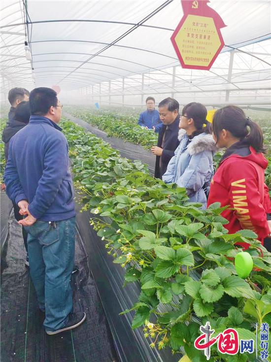 农业专家吉沐祥网上开直播 免费传授草莓等种植技术 