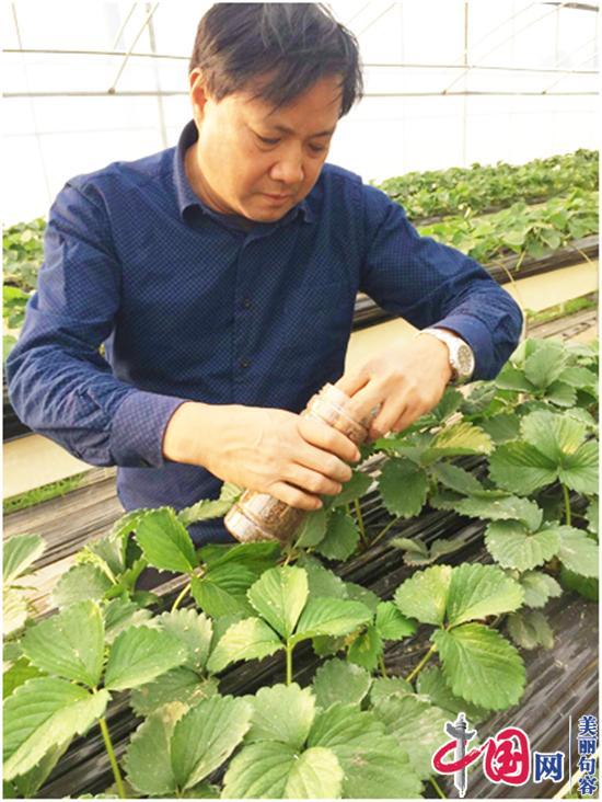 农业专家吉沐祥网上开直播 免费传授草莓等种植技术 