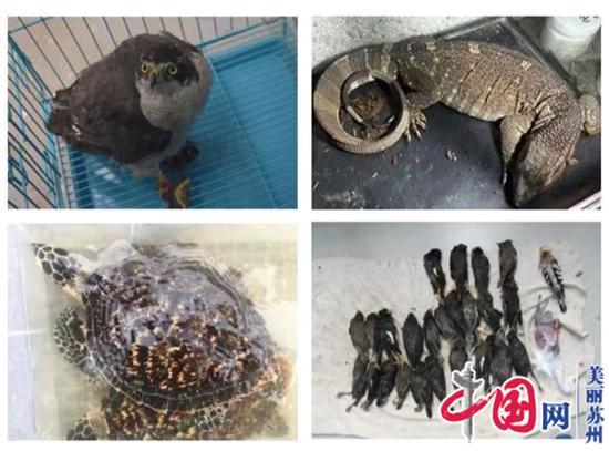 苏州公安开展严厉打击破坏野生动物资源违法犯罪专项行动