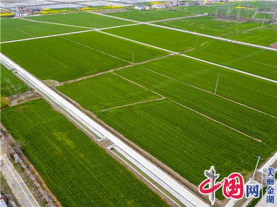 金湖县：高标准农田项目全面复工复产