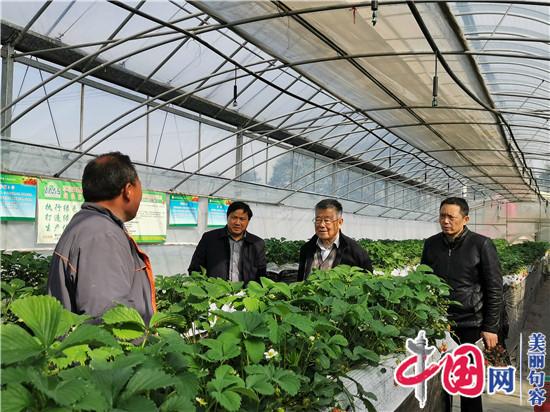 农业专家赵亚夫为句容白兔草莓种植大户“把脉问诊”