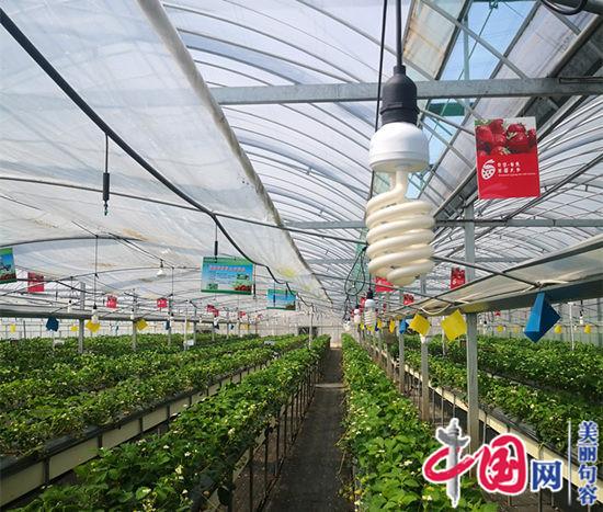 农业专家赵亚夫为句容白兔草莓种植大户“把脉问诊”