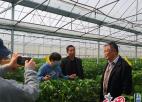  农业专家赵亚夫为句容白兔草莓种植大户“把脉问诊”