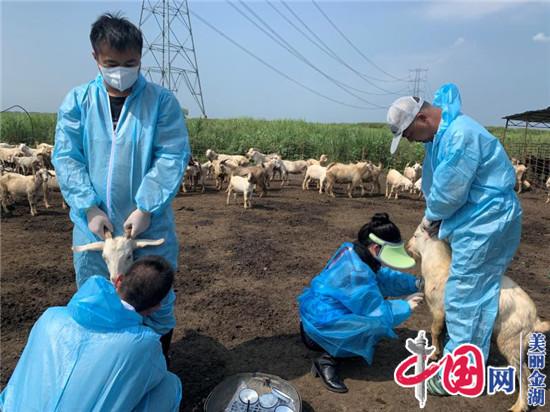 金湖县扎实开展春季动物防疫集中免疫工作