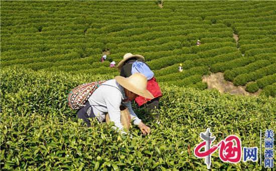 天目云露茶业公司:用高端品质和 稳定价格塑造品牌