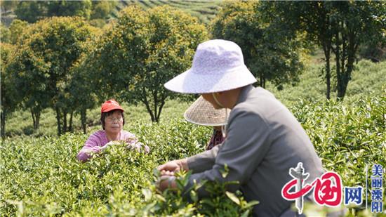 天目云露茶业公司:用高端品质和 稳定价格塑造品牌